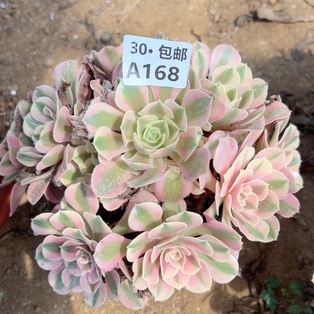 格**祥168 多肉法师绿植