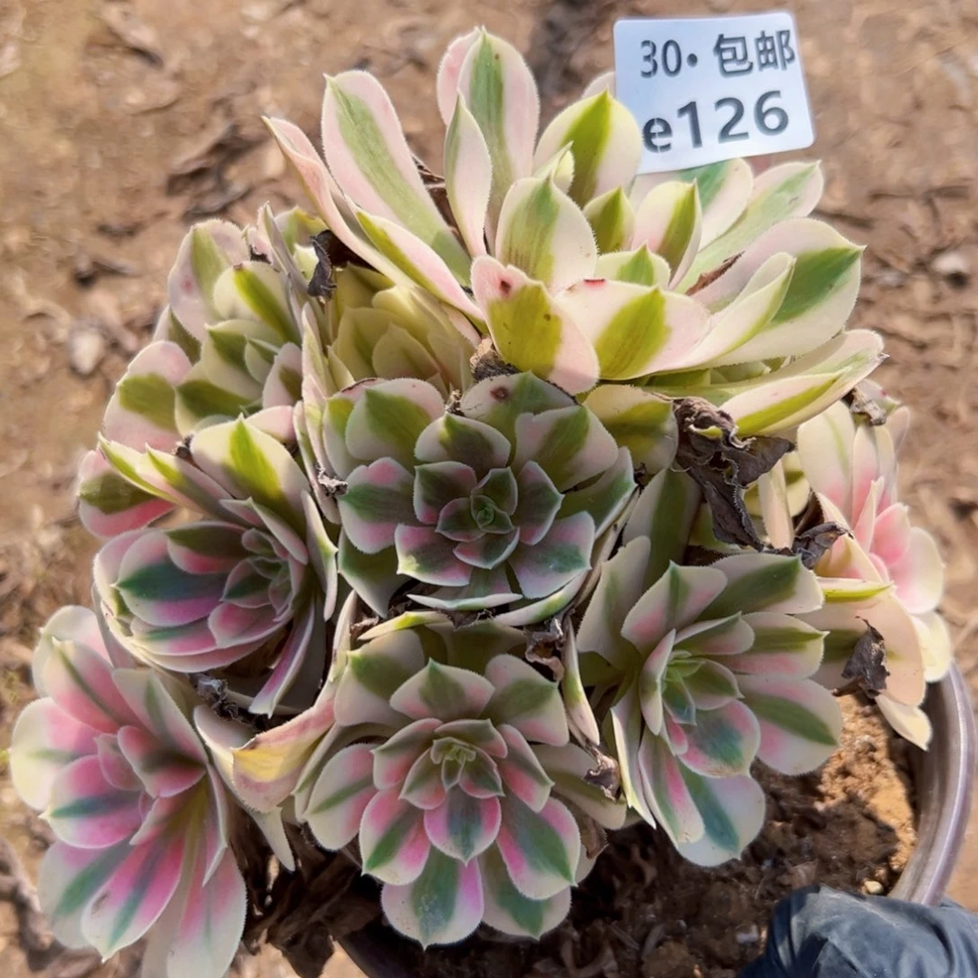 126 多肉绿植侧枝不包损