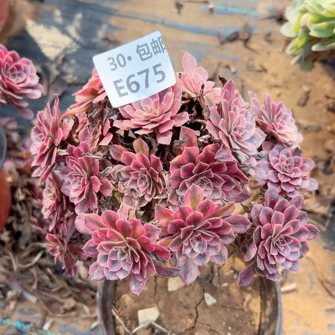 宁*乐675 多肉法师绿植