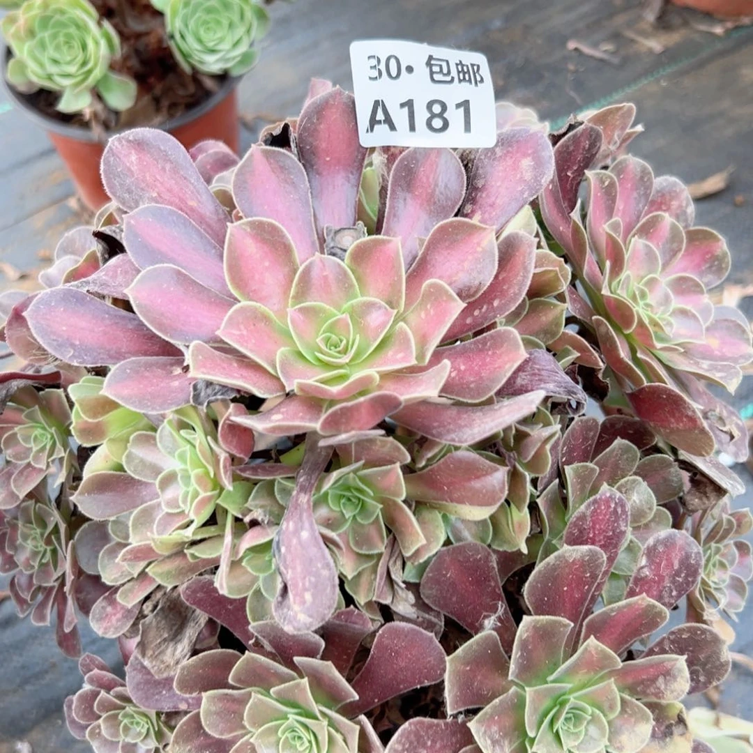 181 多肉法师绿鲜花