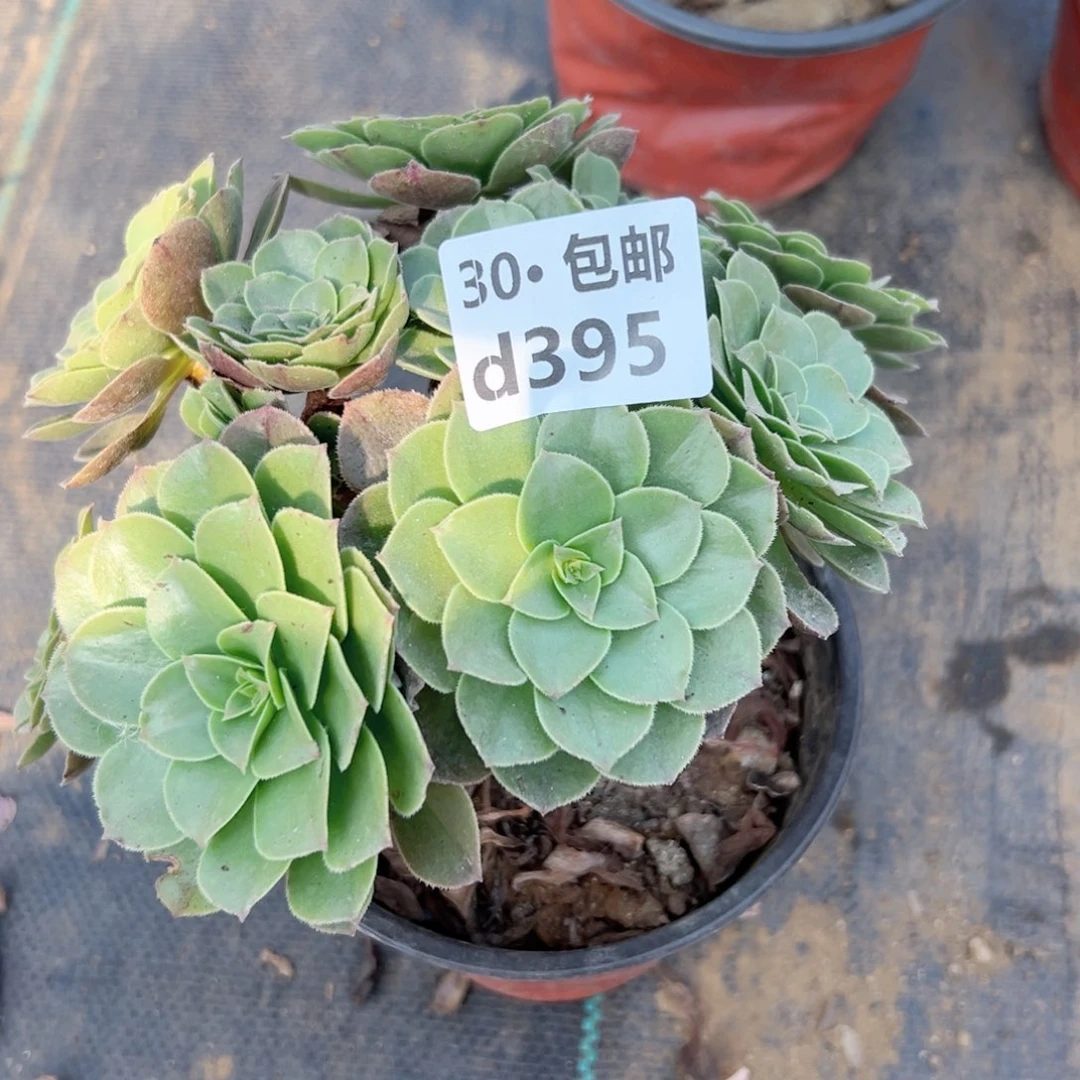 395 多肉法师绿植