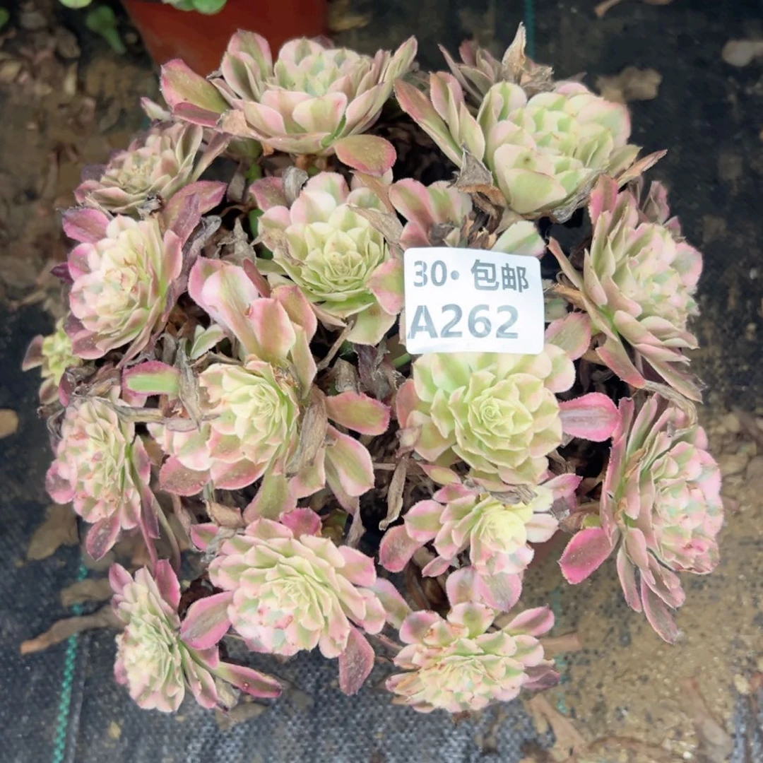 262 多肉法师鲜花