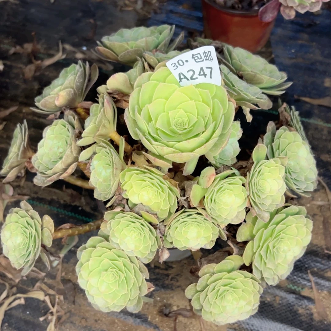 247 多肉法师绿植鲜花