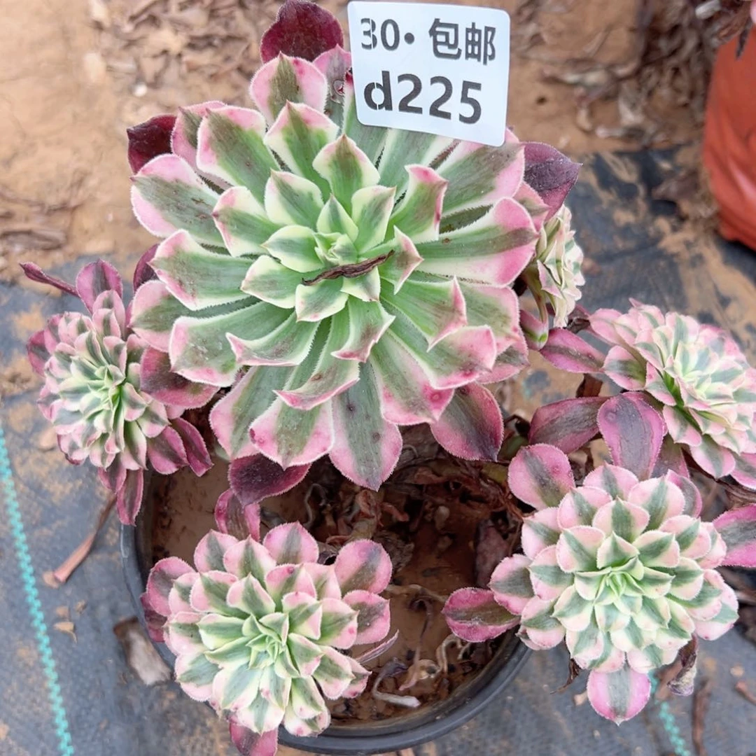 225 多肉法师绿植