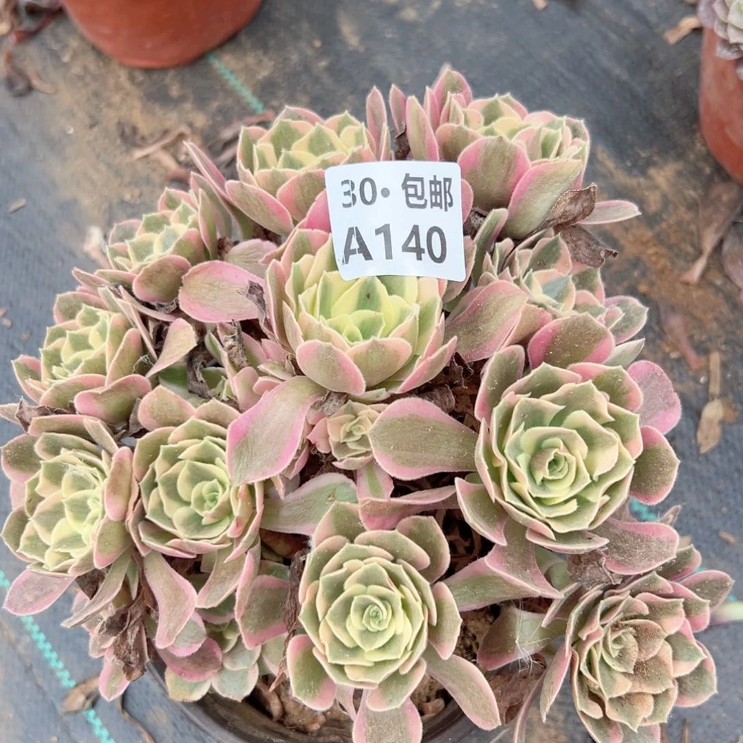 140 多肉法师绿植