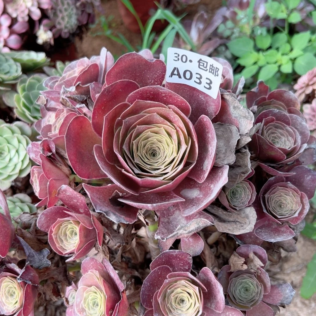 盛****部033 多肉法师鲜花绿植