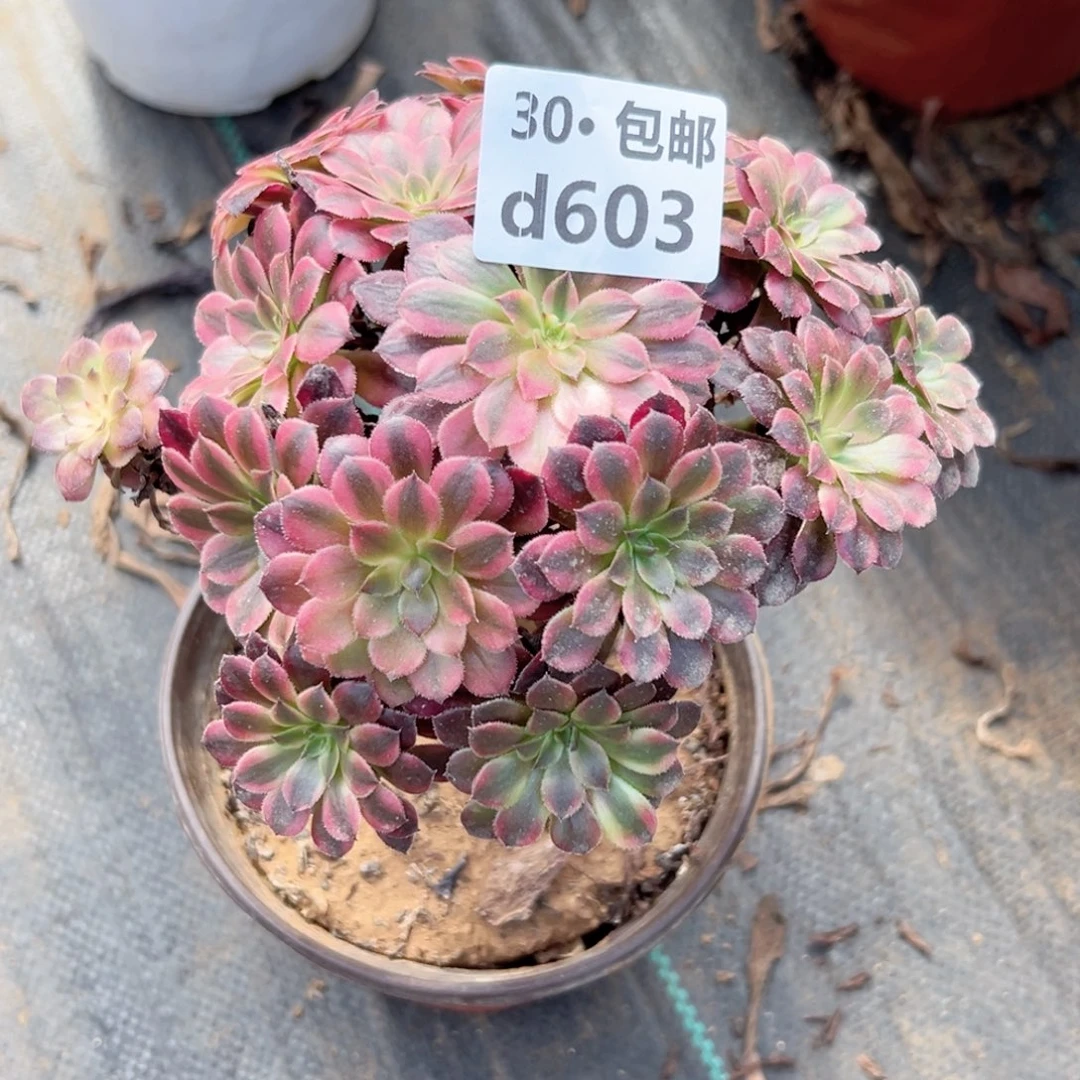 花**娘603 多肉法师绿植
