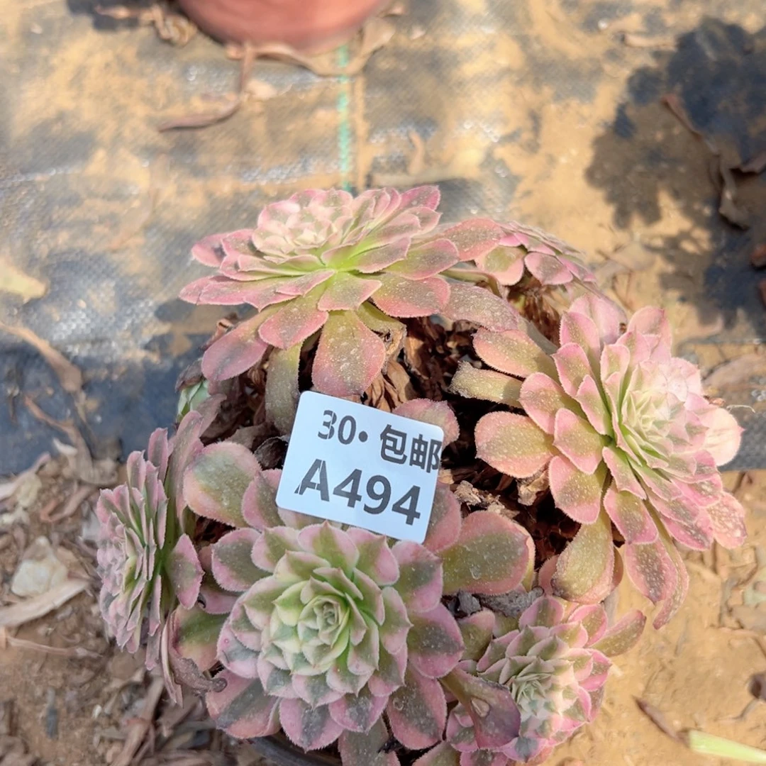 494多肉法师绿植鲜花