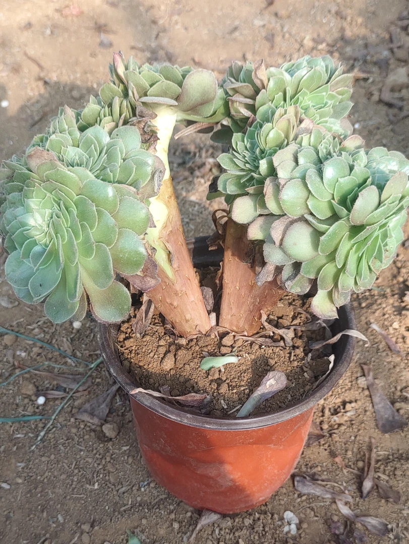 万圣节缀木质杆子