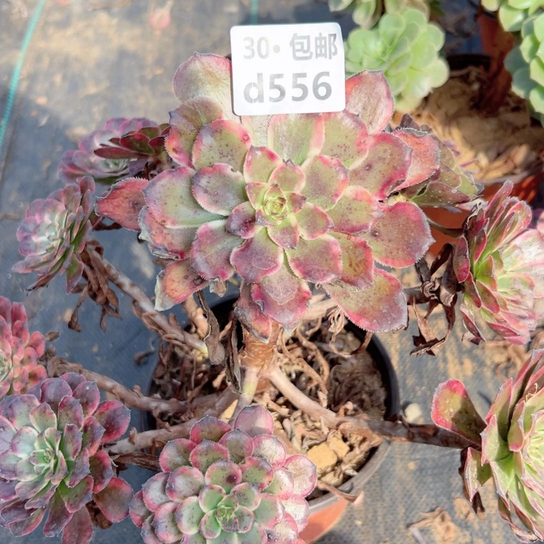 ꧁****556 多肉法师绿植