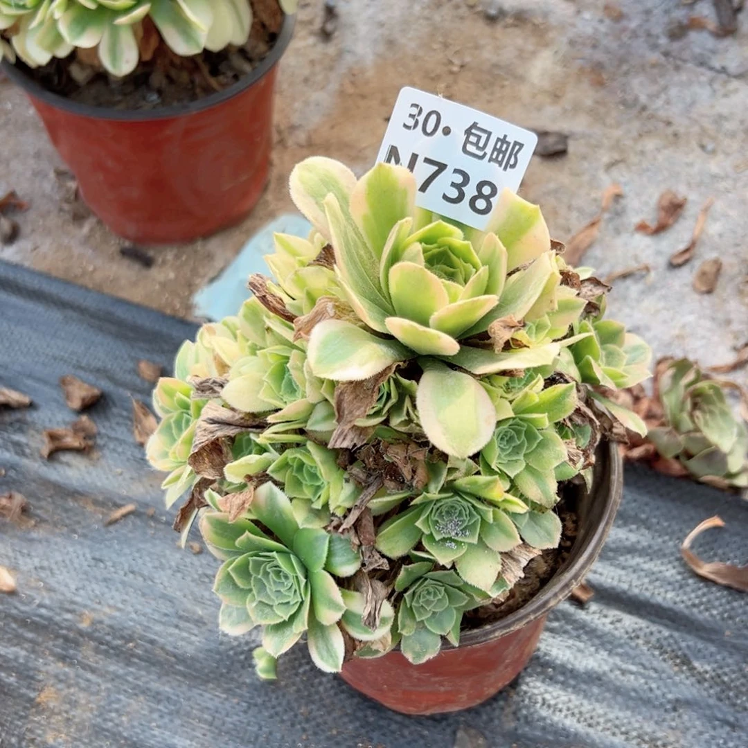 妙****静738 多肉法师绿植鲜花