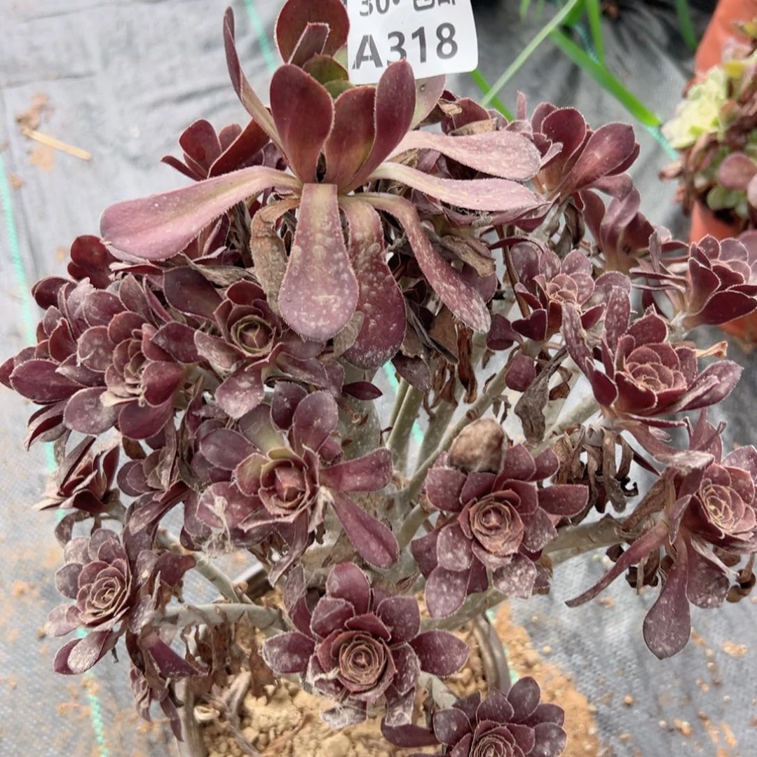 318 多肉法师绿植鲜花