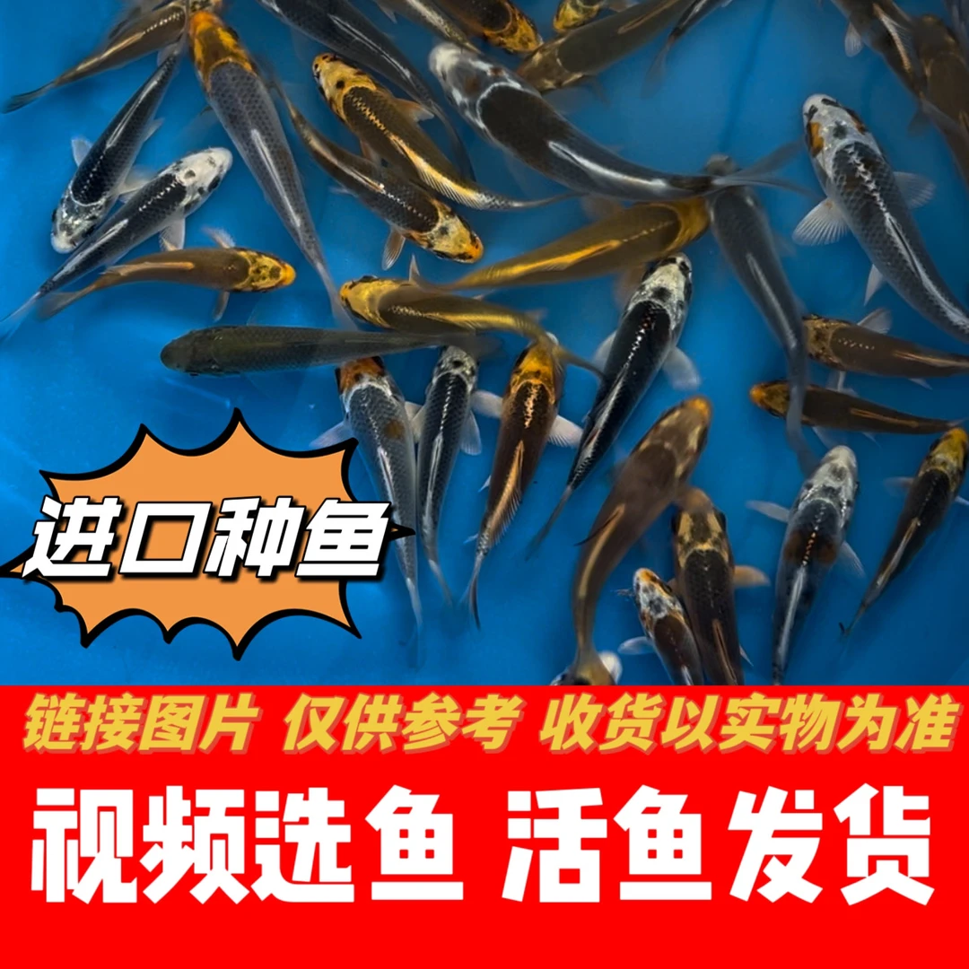 观赏鱼淡水鱼活鱼锦鲤进口种鱼产锦鲤