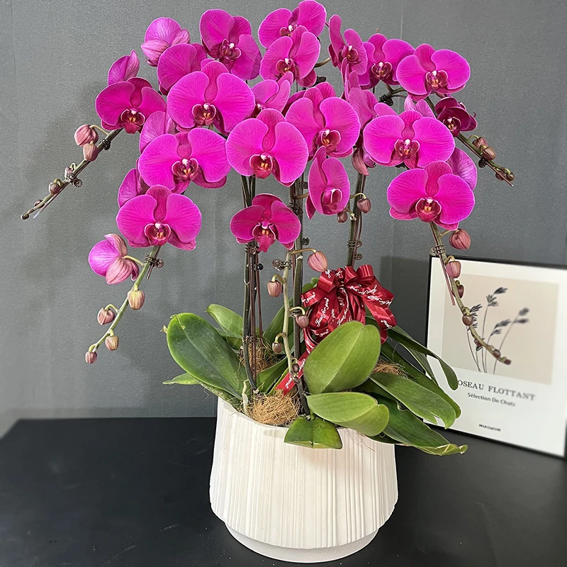 蝴蝶兰【大辣椒】带花带盆组好室内花卉盆栽客厅庭院别墅年宵花乔迁