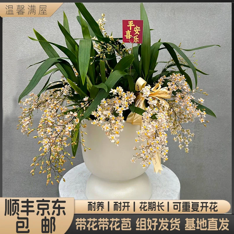 【米黄梦香兰】带花带盆组好发货 窗台 办公室 客厅 茶几