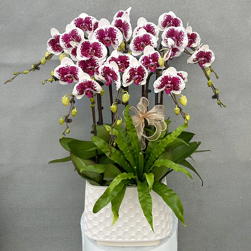 蝴蝶兰【鸿运财神】带花带盆组好伴手礼送礼茶桌婚礼客厅美化装饰