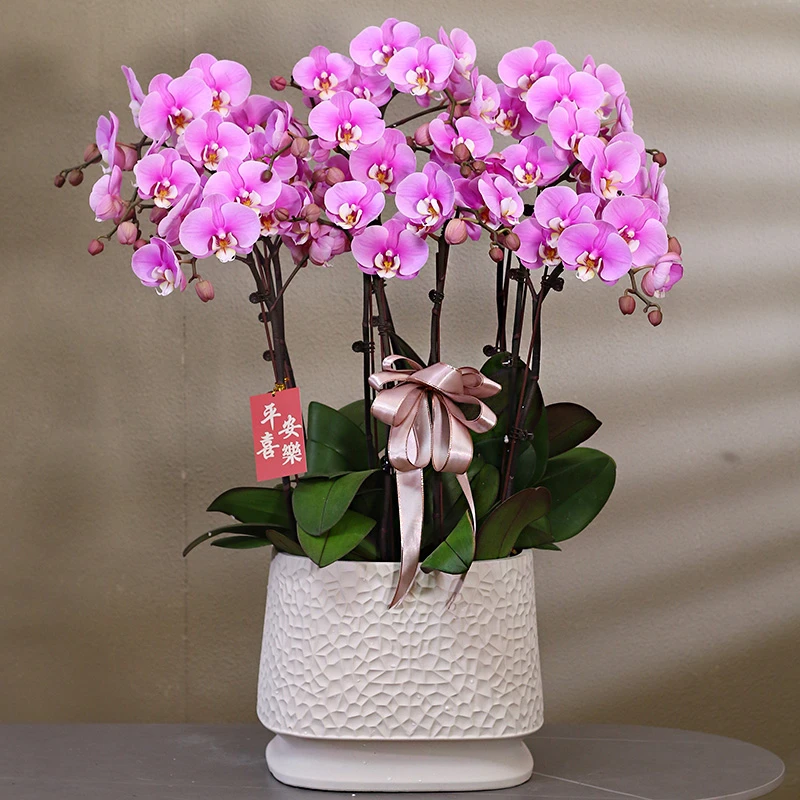 蝴蝶兰【安娜】带花带盆组好发货 伴手 礼茶桌 客厅 前厅 婚礼