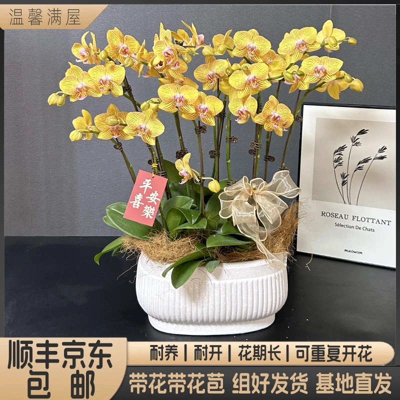蝴蝶兰【黄金岁月】带花带盆组好发货  别墅 婚礼 客厅 办公室