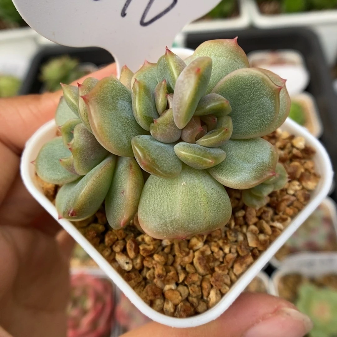 红色恋人朵朵可拍1046号