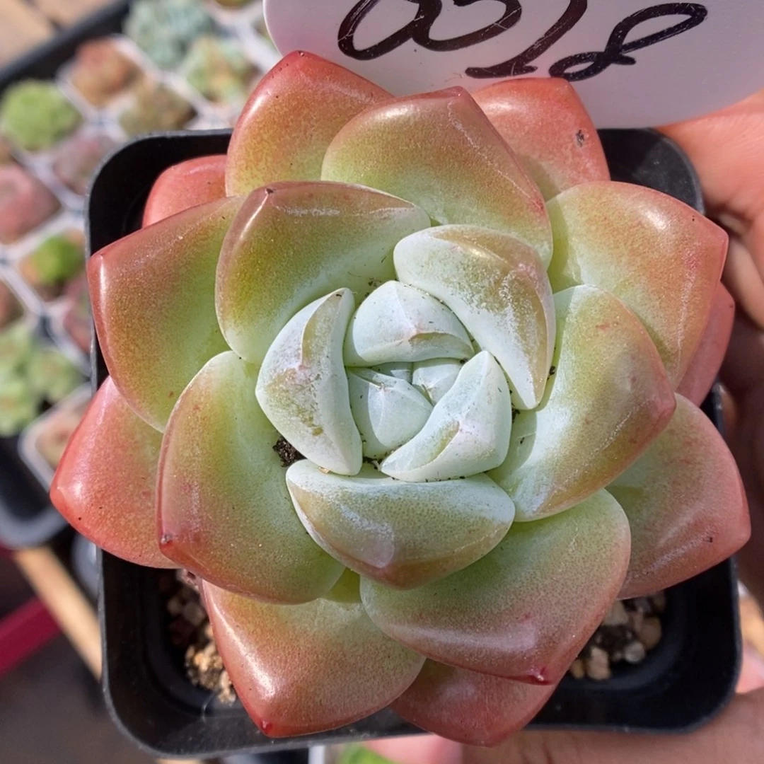 草莓冰玉可拍6028号