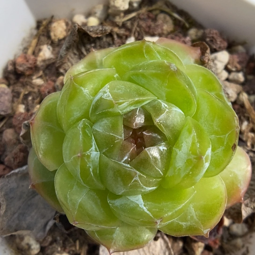 绿透珍妮可拍224号。