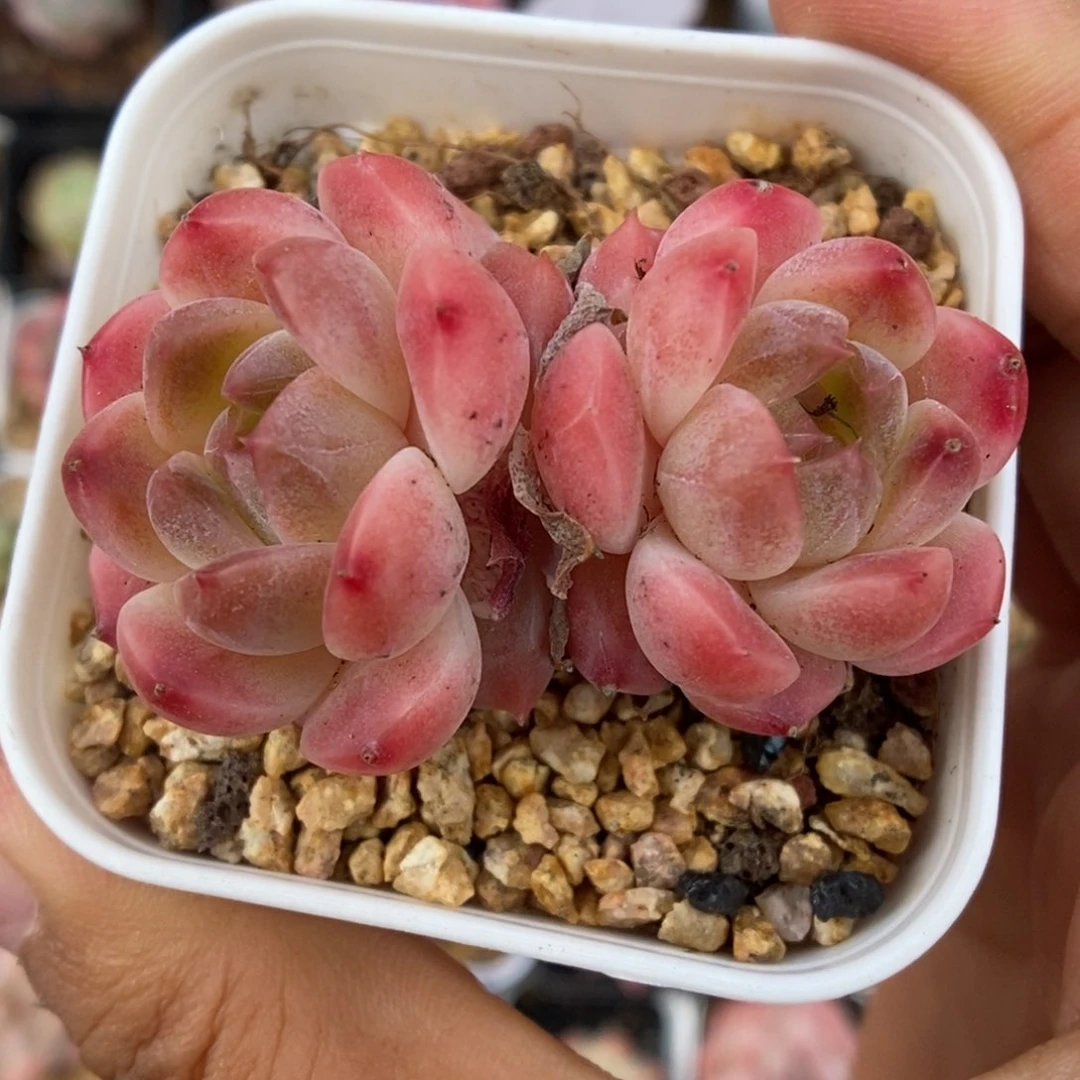 端**雪双头冰魄可拍213号。