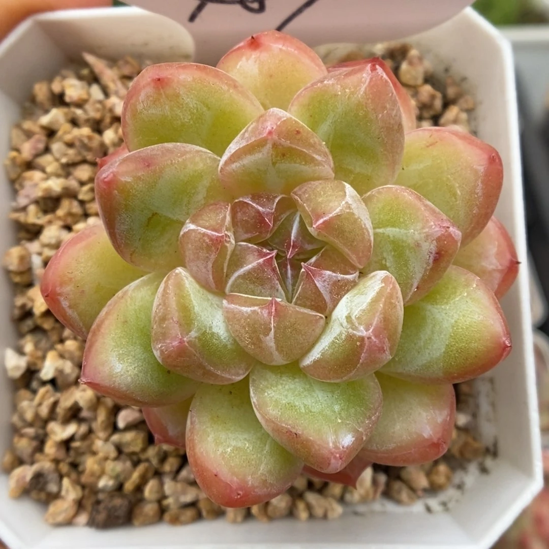 钻石珍妮可拍9481号。