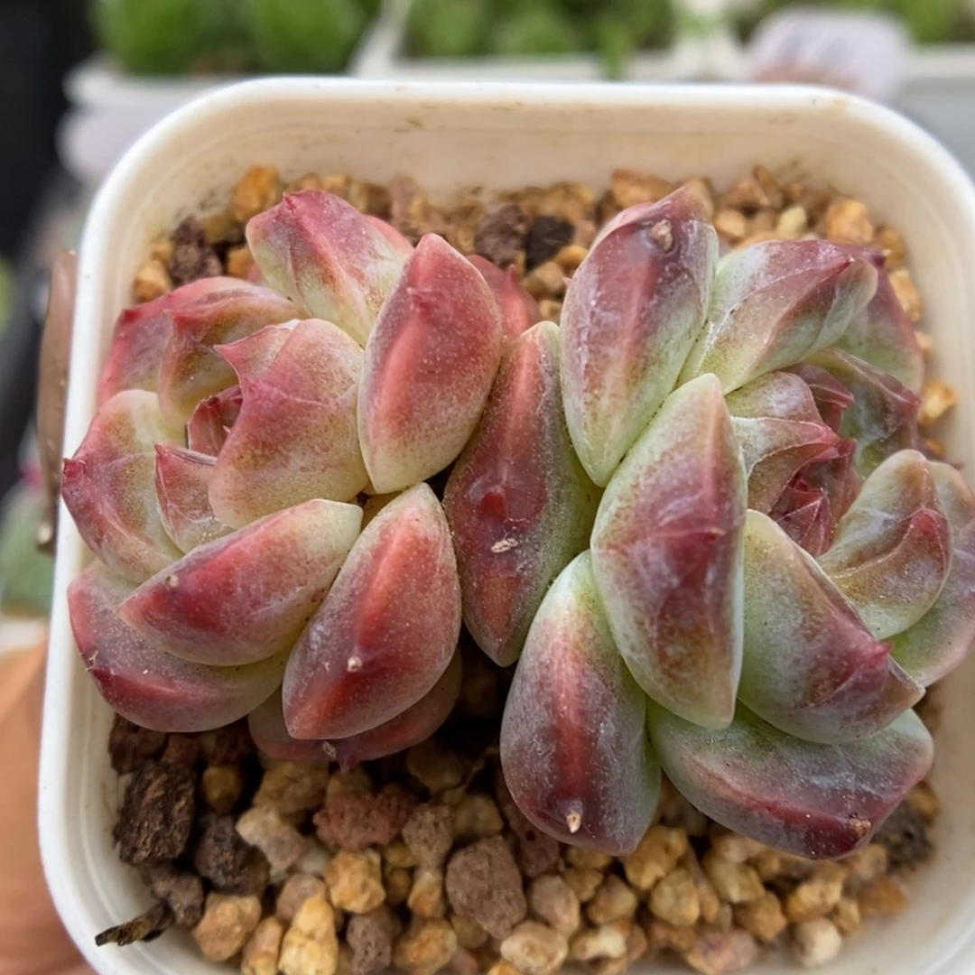 双头糖心冰魄可拍9607号。