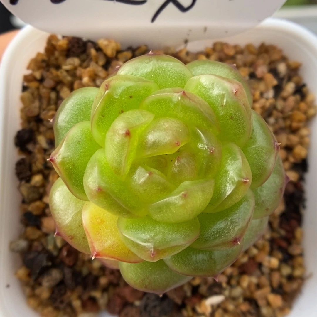 灯泡珍妮可拍9624号