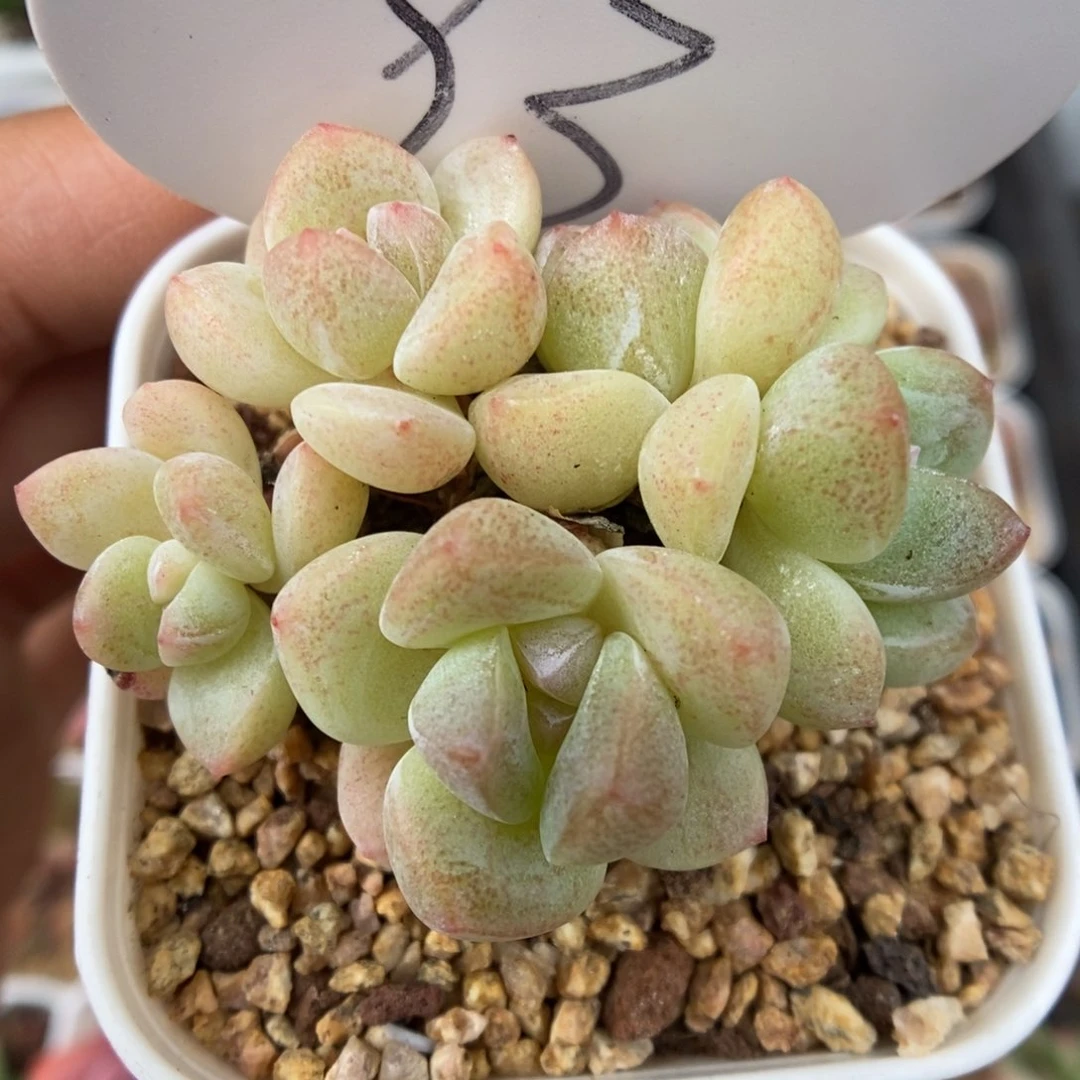 五头白底冰玉可拍93号。