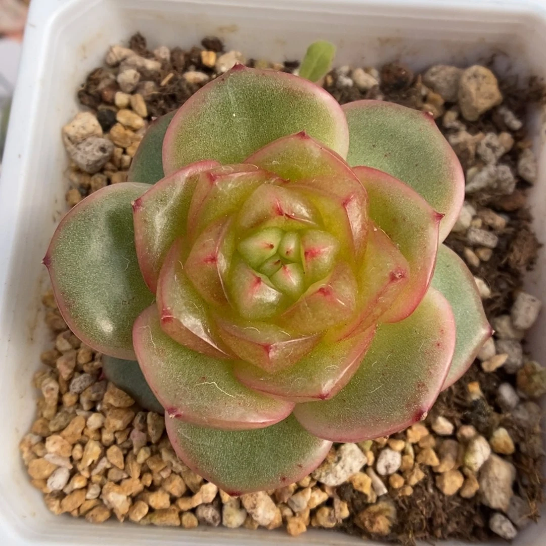 玉芷珍妮可拍909号。