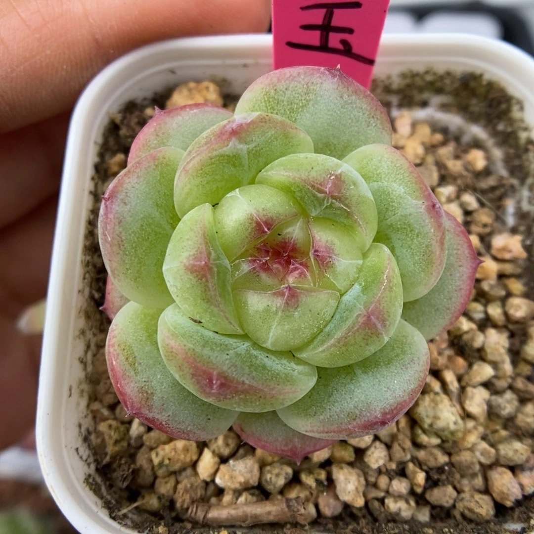 玉桃单头可拍。