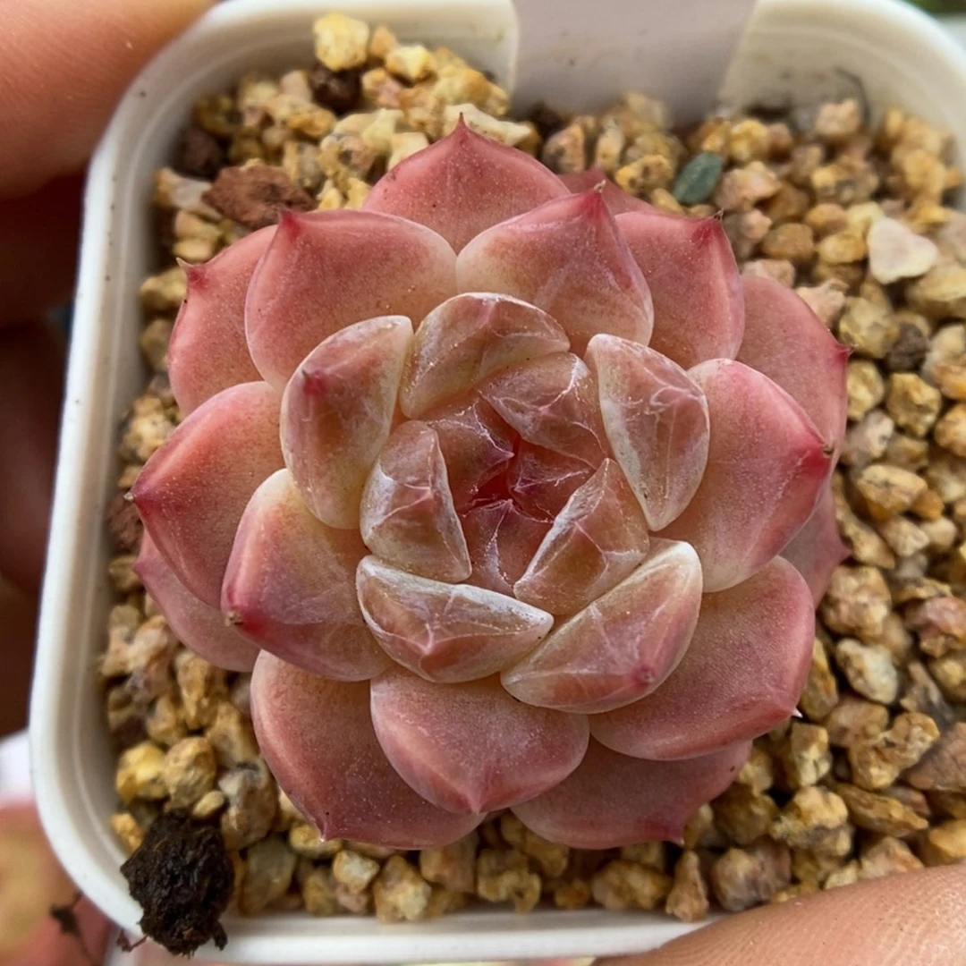 糖心冰魄可拍775号