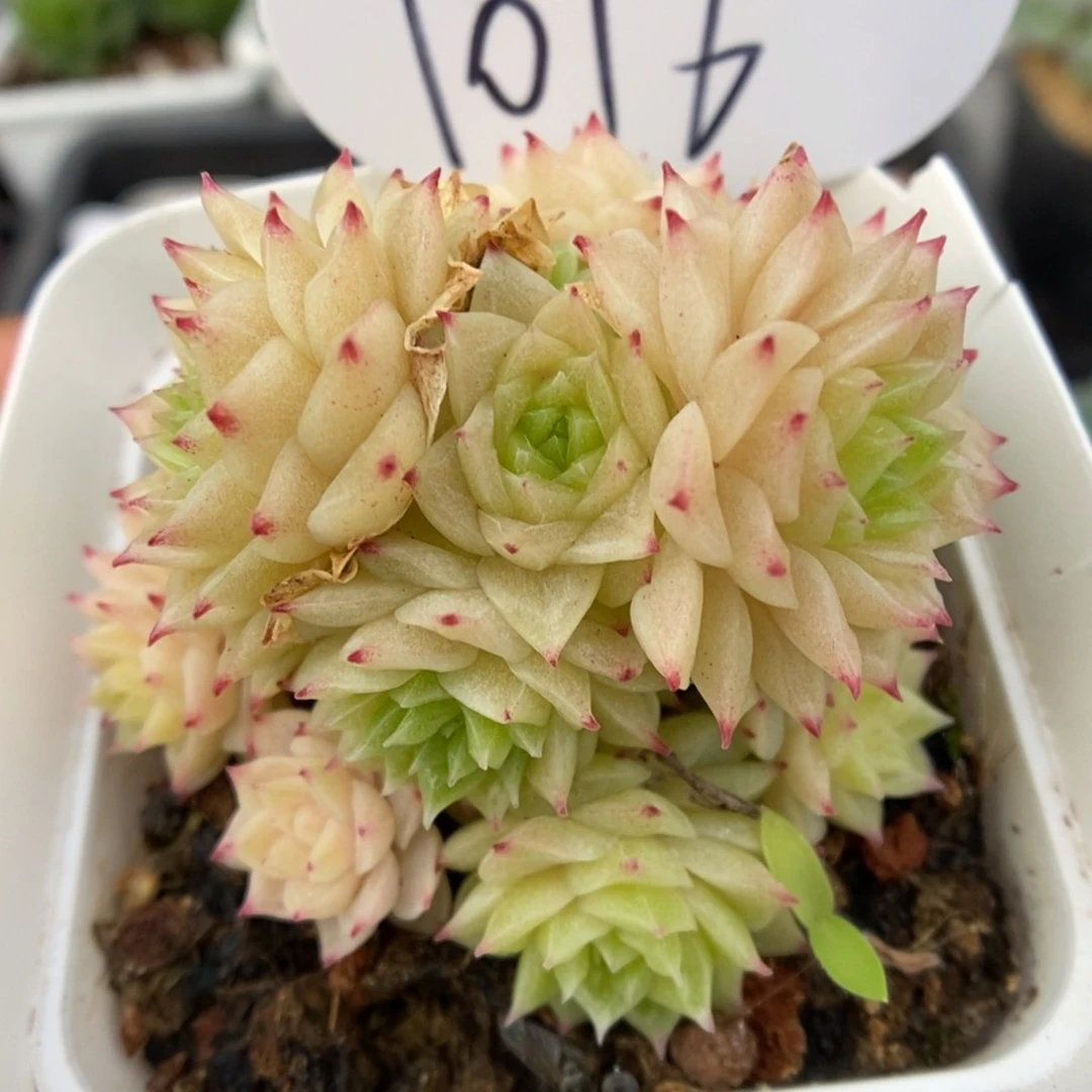 麦秆群生可拍1016号。