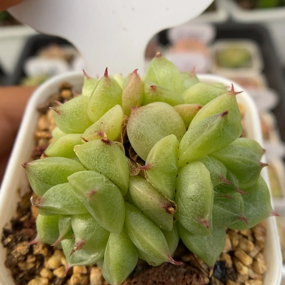 蜜蜡麦秆群生1092号