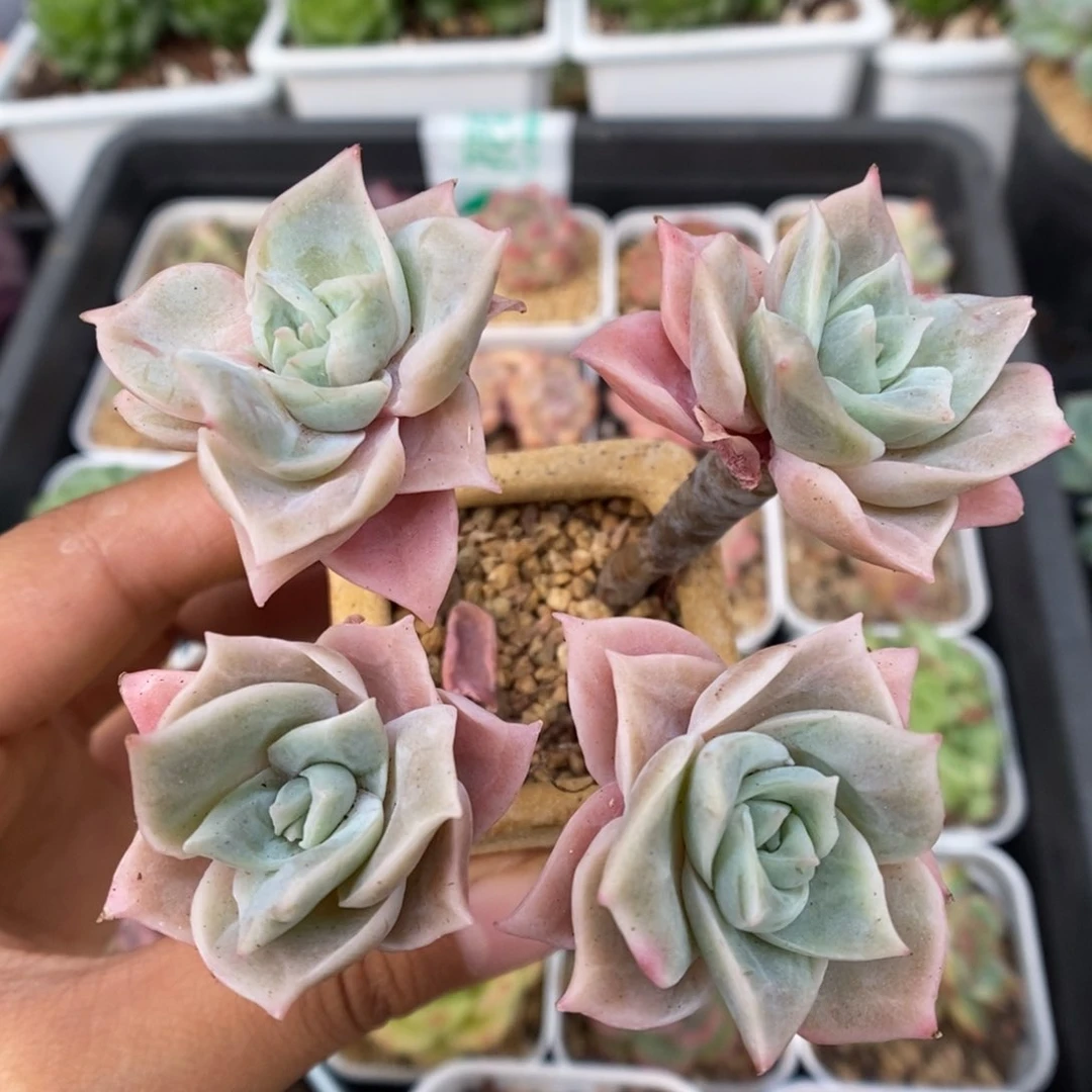 可爱玫瑰整桩可拍。