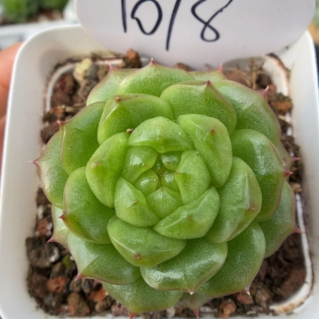灯泡珍妮可拍1018号。