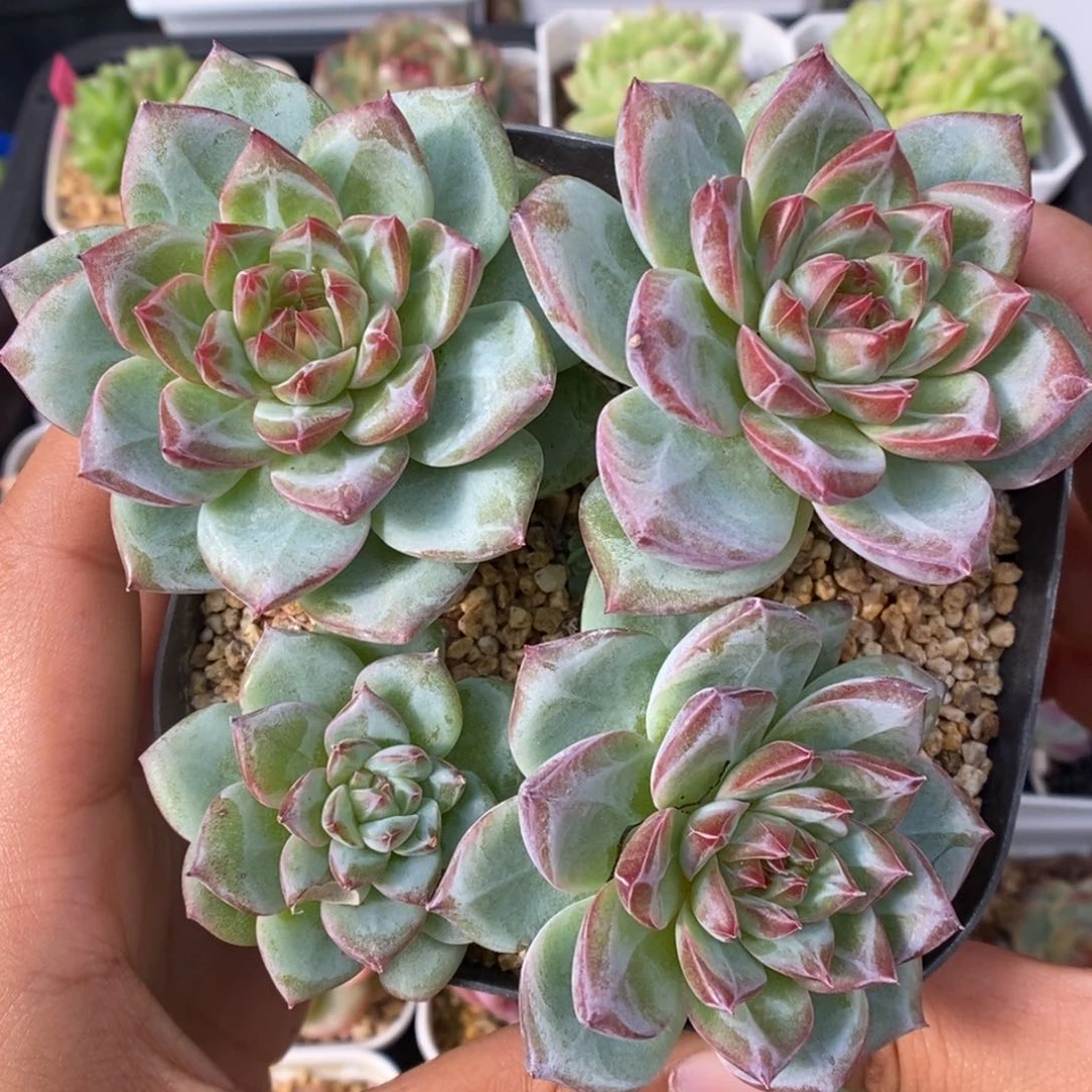 粉钻心珍妮四头可拍。