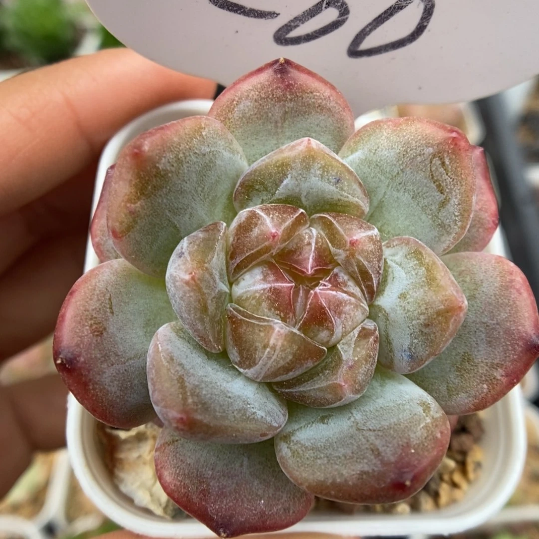 糖心珍妮可拍260号