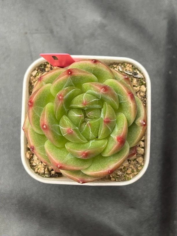 熊猫珍妮单头多肉1号