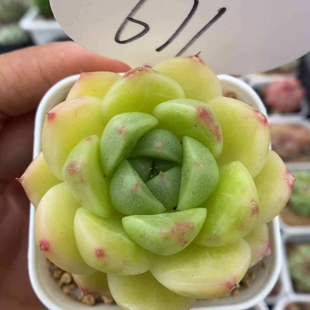 麦秆单头可拍611号。