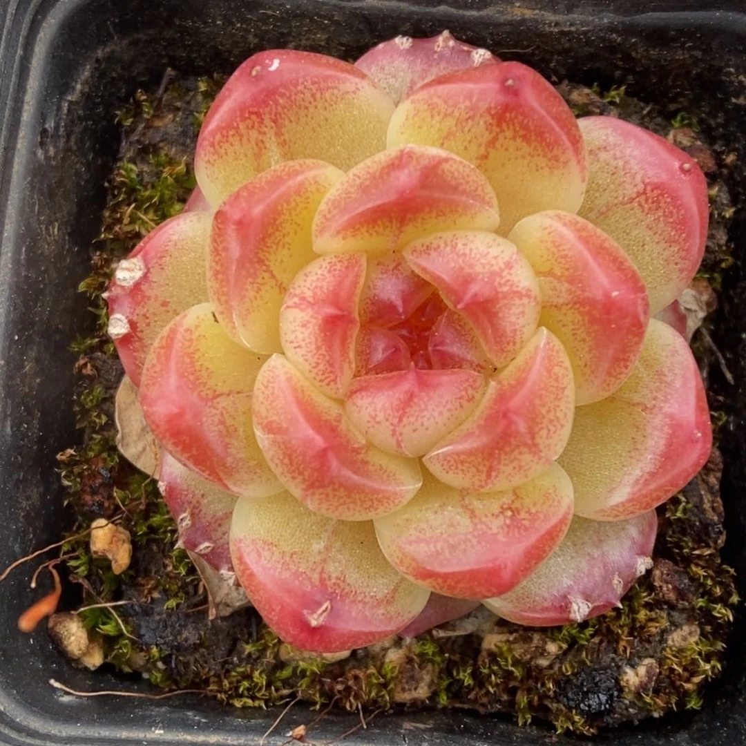 油透微瑕珍妮可拍。