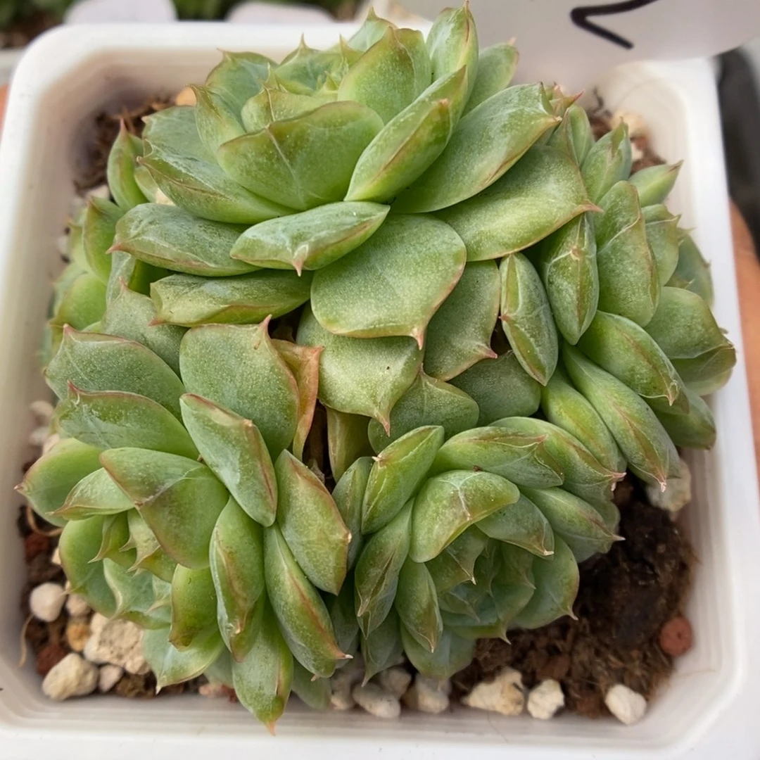 蔷薇珍妮五头可拍6012号