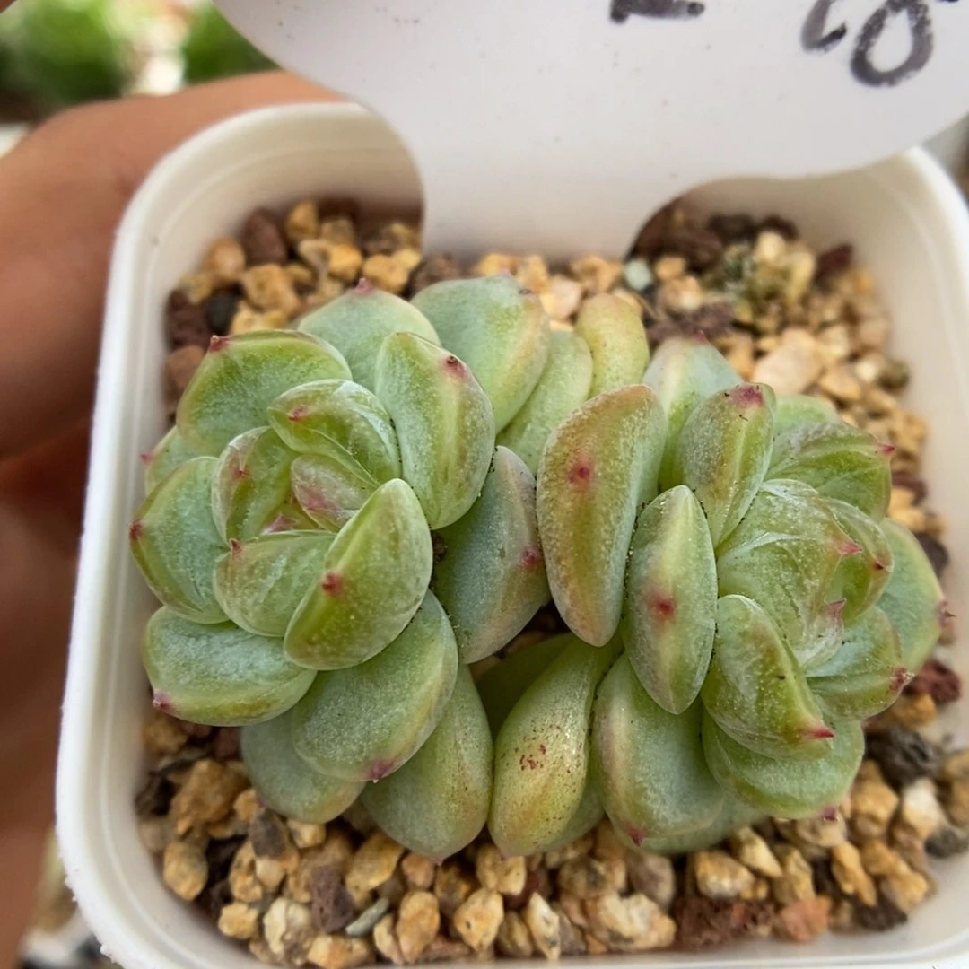 双头甜心e可拍。