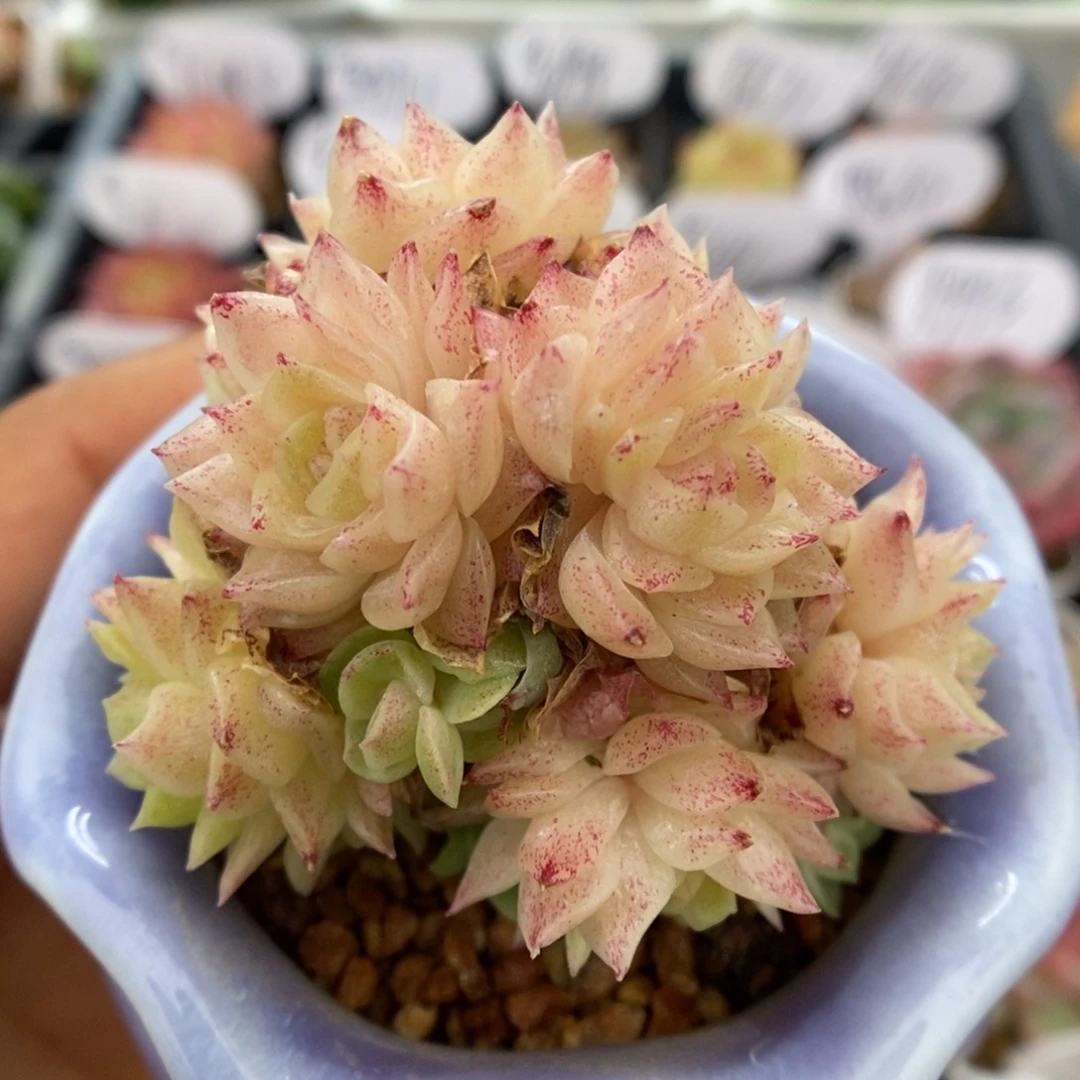 油透麦秆群生可拍60号