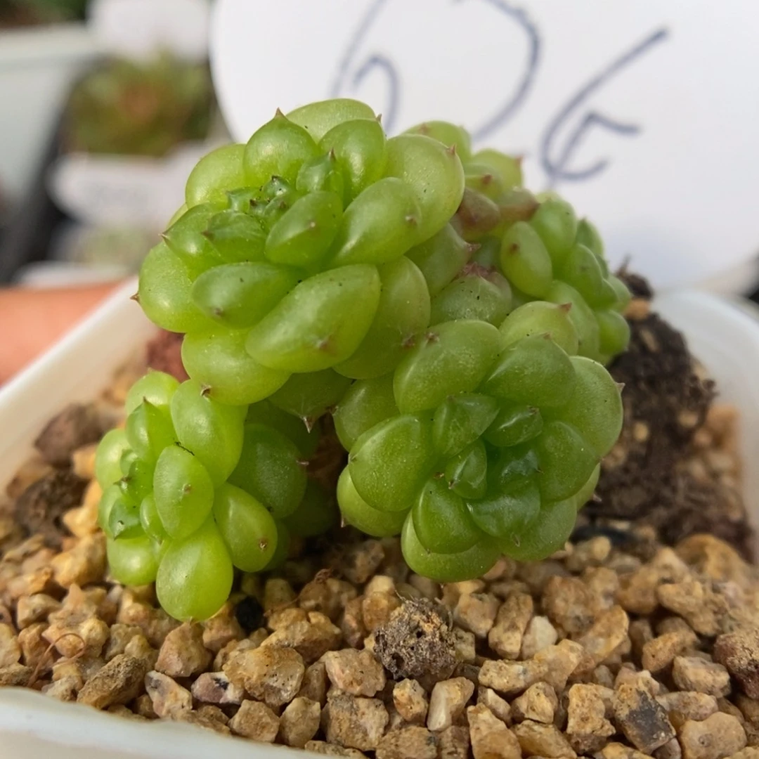 七头绿妖群生可拍624号
