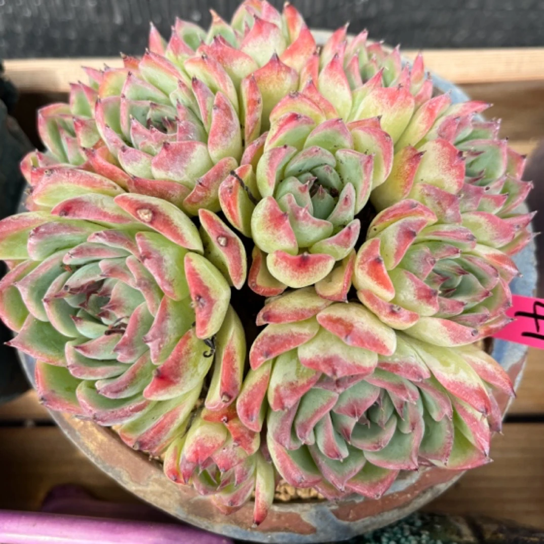 吉娃娃群生多肉41号