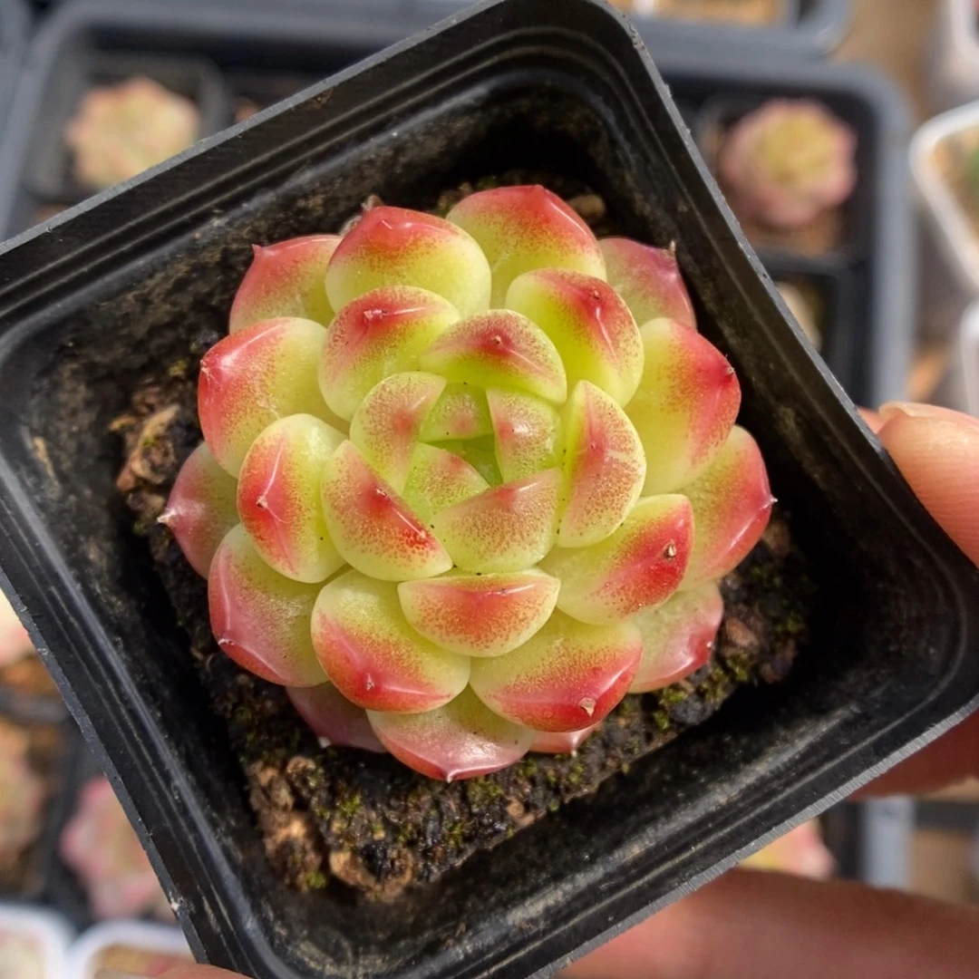 油透珍妮可拍。