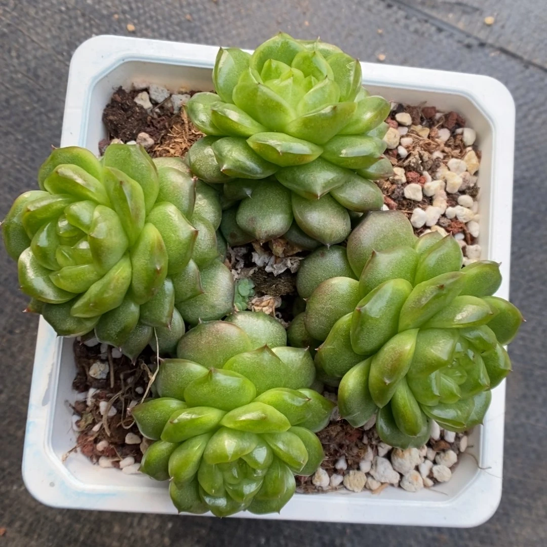 灯泡珍妮群生四头可拍。