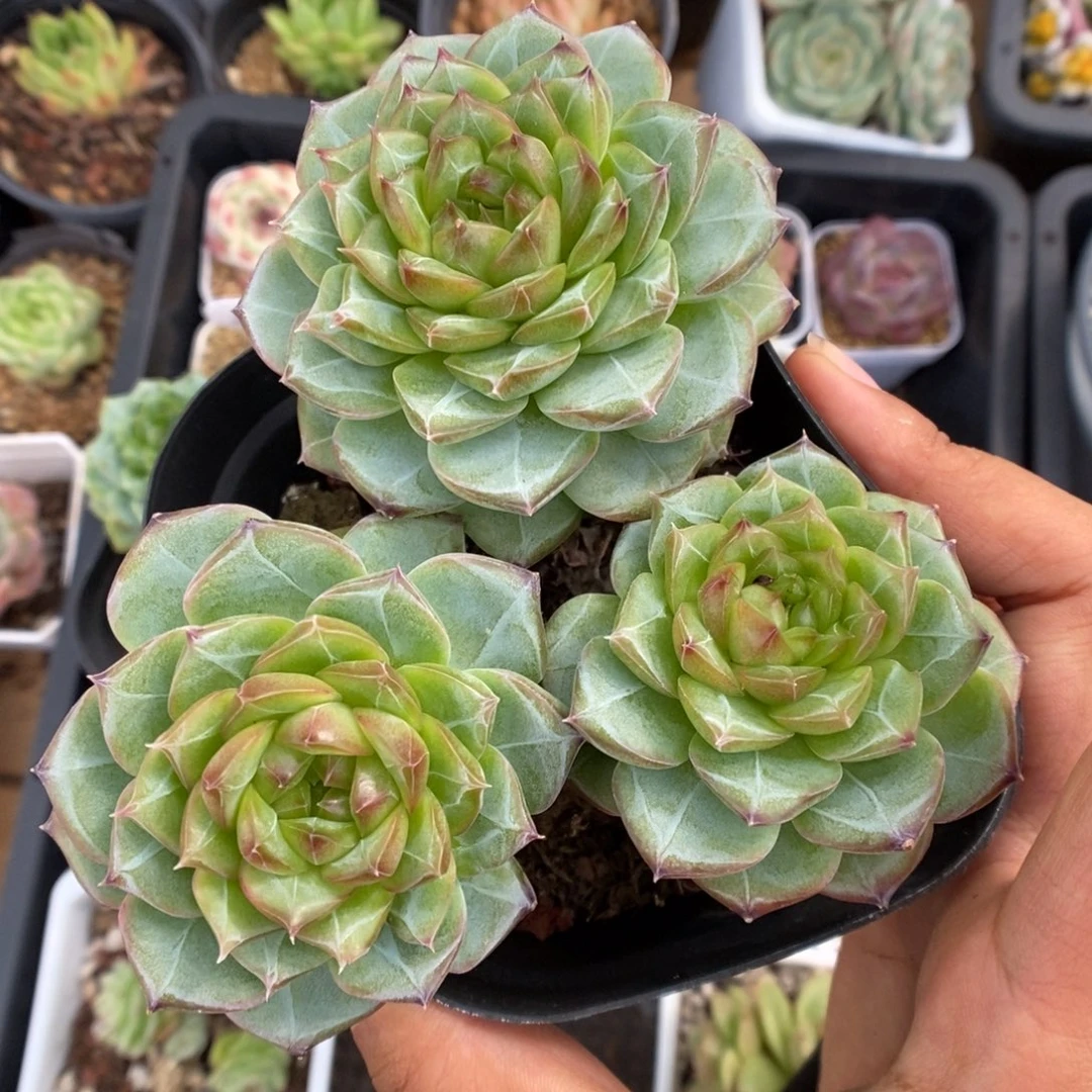 珍妮群生老桩可拍。